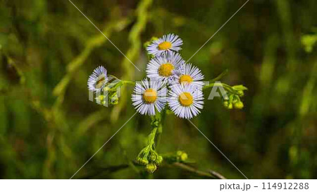 ハルジオン 114912288