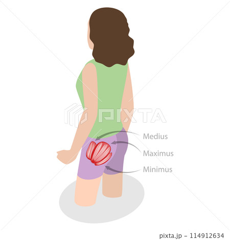 3D Isometric Flat  Illustration of Major Glute Muscles , Anatomical Structure 114912634