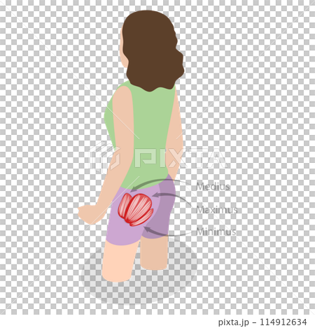 3D Isometric Flat  Illustration of Major Glute Muscles , Anatomical Structure 114912634