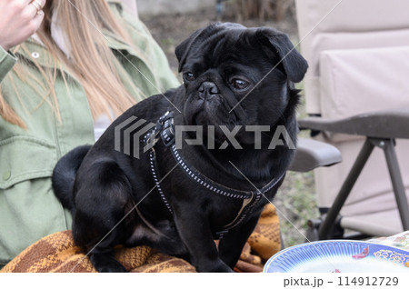 black young pug sits in the arms of its owner 1 black young pug sits in the arms of its owner 1 114912729
