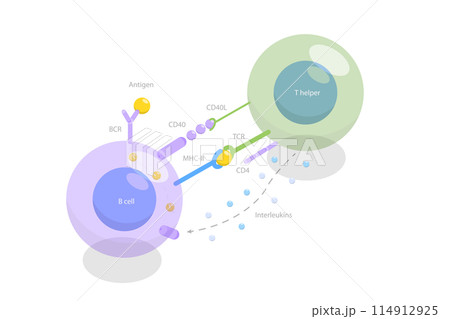 3D Isometric Flat  Illustration of T-cell Dependent B-cell Activation, Adaptive Immune System 114912925
