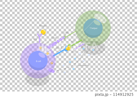 3D Isometric Flat  Illustration of T-cell Dependent B-cell Activation, Adaptive Immune System 114912925