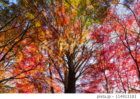 古都鎌倉の秋 紅葉の獅子舞の谷 古都鎌倉の秋 紅葉の獅子舞の谷 114913181