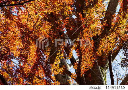 古都鎌倉の秋 紅葉の獅子舞の谷 古都鎌倉の秋 紅葉の獅子舞の谷 114913280