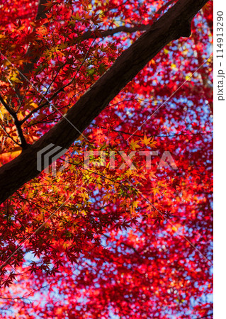 古都鎌倉の秋 紅葉の獅子舞の谷 古都鎌倉の秋 紅葉の獅子舞の谷 114913290