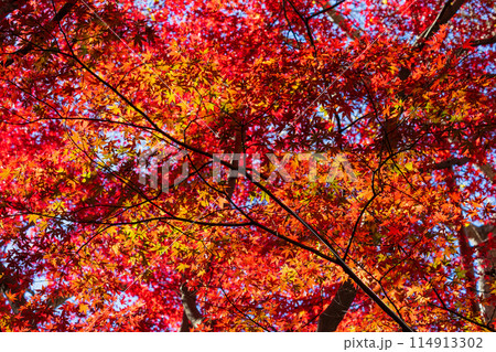 古都鎌倉の秋 紅葉の獅子舞の谷 古都鎌倉の秋 紅葉の獅子舞の谷 114913302