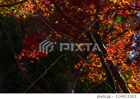 古都鎌倉の秋 紅葉の獅子舞の谷 古都鎌倉の秋 紅葉の獅子舞の谷 114913303
