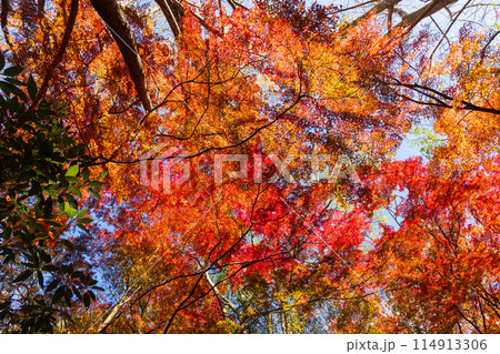 古都鎌倉の秋　紅葉の獅子舞の谷 114913306
