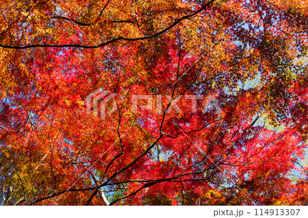 古都鎌倉の秋 紅葉の獅子舞の谷 古都鎌倉の秋 紅葉の獅子舞の谷 114913307