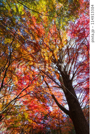 古都鎌倉の秋　紅葉の獅子舞の谷 114913384