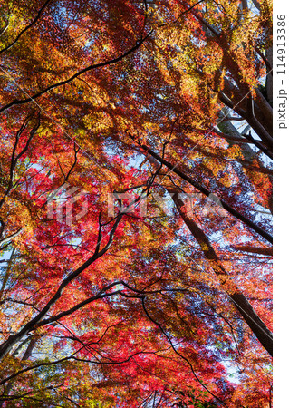 古都鎌倉の秋　紅葉の獅子舞の谷 114913386