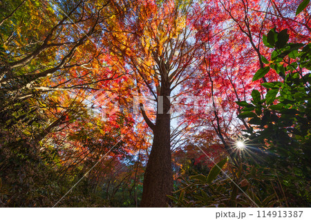 古都鎌倉の秋　紅葉の獅子舞の谷 114913387