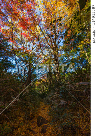 古都鎌倉の秋　紅葉の獅子舞の谷 114913397