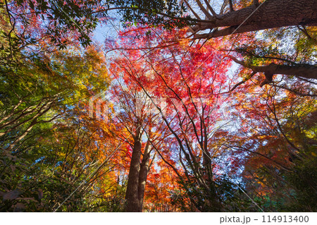 古都鎌倉の秋 紅葉の獅子舞の谷 古都鎌倉の秋 紅葉の獅子舞の谷 114913400