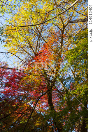 古都鎌倉の秋 紅葉の獅子舞の谷 古都鎌倉の秋 紅葉の獅子舞の谷 114913404