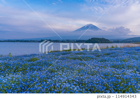 (山梨県)ネモフィラ咲く大石公園・霧晴れて夕焼け空に富士山が顔を出す (山梨県)ネモフィラ咲く大石公園・霧晴れて夕焼け空に富士山が顔を出す 114914343