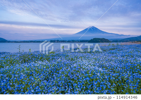 （山梨県）ネモフィラ咲く大石公園・霧晴れて夕焼け空に富士山が顔を出す 114914346