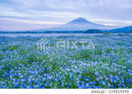 （山梨県）ネモフィラ咲く大石公園・霧晴れて夕焼け空に富士山が顔を出す 114914349