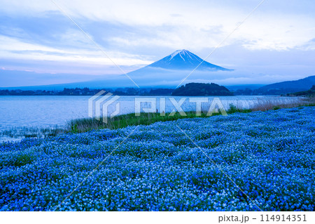 (山梨県)ネモフィラ咲く大石公園・霧晴れて夕焼け空に富士山が顔を出す (山梨県)ネモフィラ咲く大石公園・霧晴れて夕焼け空に富士山が顔を出す 114914351