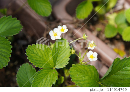 風に揺れるイチゴの花 風に揺れるイチゴの花 114914769