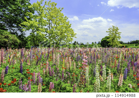 ルピナスのお花畑2 ルピナスのお花畑2 114914988