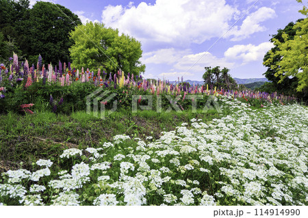 オルレアとルピナスの花畑 114914990