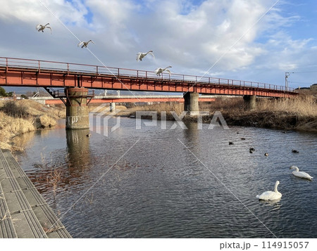北海道 様似町 様似川 白鳥 アメリカコハクチョウ 114915057
