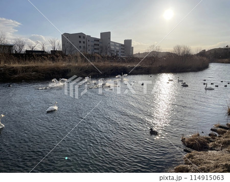北海道様似町 アメリカコハクチョウと様似川の冬景色 北海道様似町 アメリカコハクチョウと様似川の冬景色 114915063