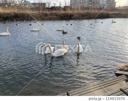 北海道 様似町 様似川 白鳥 アメリカコハクチョウ 114915070
