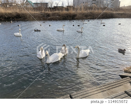 北海道 様似町 様似川 白鳥 アメリカコハクチョウ 114915072
