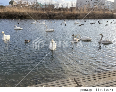 北海道 様似町 様似川 白鳥 アメリカコハクチョウ 114915074