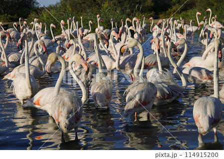 ヨーロッパフラミンゴ 114915200