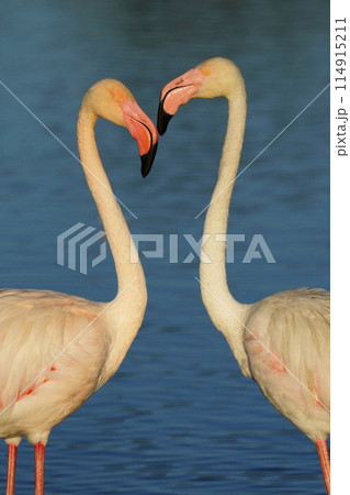ヨーロッパフラミンゴ 114915211