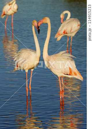 ヨーロッパフラミンゴ ヨーロッパフラミンゴ 114915213