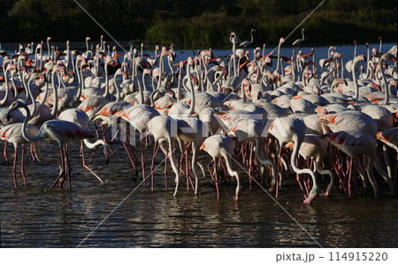 ヨーロッパフラミンゴ 114915220