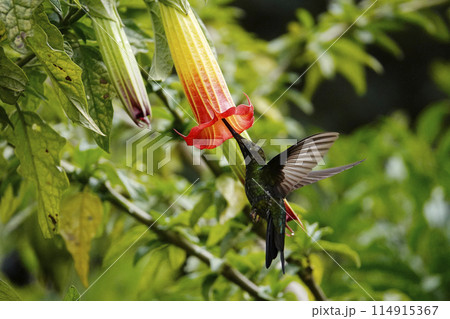ヤリハシハチドリの吸蜜 ヤリハシハチドリの吸蜜 114915367