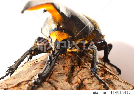 ヘラクレスオオカブトのヘラクレスヘラクレス 白背景 ヘラクレスオオカブトのヘラクレスヘラクレス 白背景 114915497