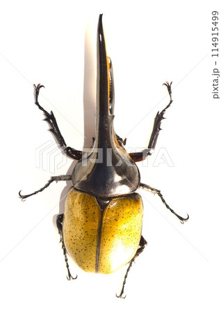 ヘラクレスオオカブトのヘラクレスヘラクレス　白背景 114915499