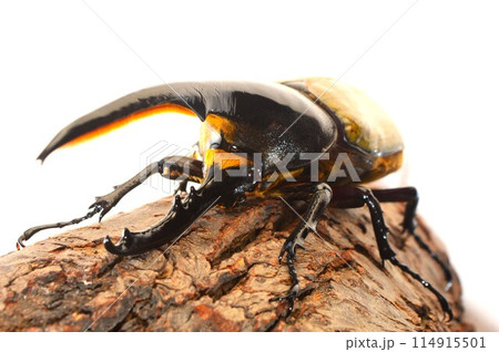 ヘラクレスオオカブトのヘラクレスヘラクレス　白背景 114915501
