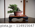 盆栽（松） 114915647