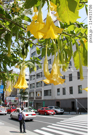 チョウセンアサガオ 114915786