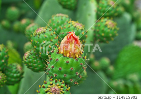 ウチワサボテンの蕾(春、五月) ウチワサボテンの蕾(春、五月) 114915902