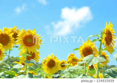 夏のひまわり畑 夏のひまわり畑 114915939