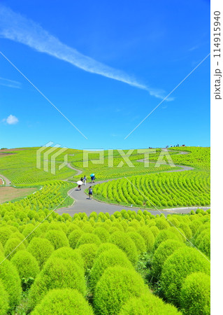 青空の下夏のコキア・ひたち海浜公園 114915940