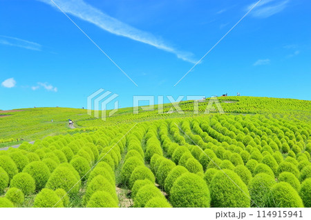 夏のコキアの丘・見晴らしの丘 114915941