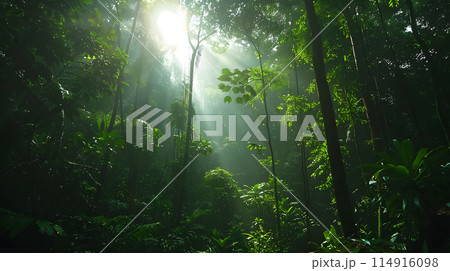 The sunlight filters through the dense foliage of the jungle, illuminating the towering trees and lush vegetation in a mesmerizing natural landscape 114916098