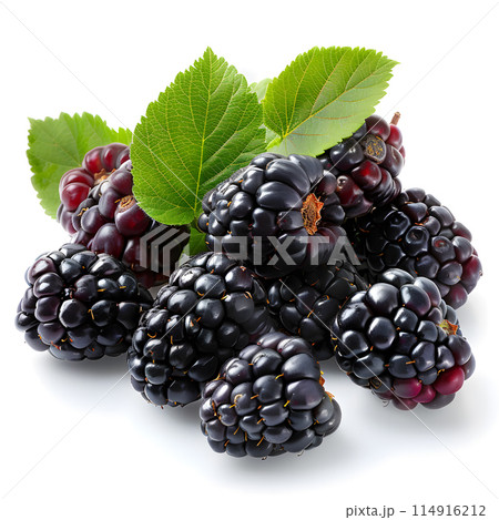 A bunch of boysenberries, olallieberries, and dewberries with green leaves on a white background. These seedless fruits belong to the bramble family and are natural foods rich in nutrients 114916212
