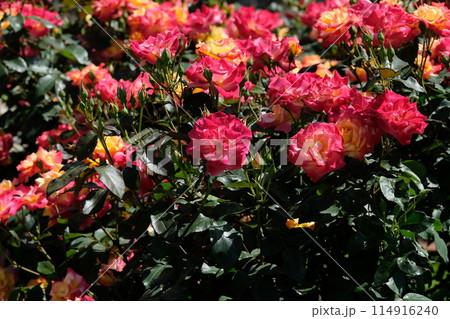 満開のバラ　「チャールストン」 114916240