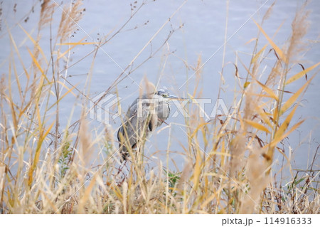 水辺で休むアオサギ 114916333