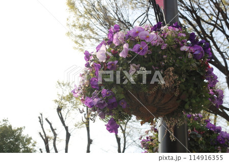 花のある風景街灯に飾られた可愛い花花 114916355